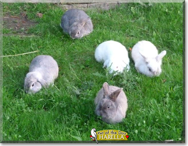 Harella the Lionhead rabbit mix, the Pet of the Day