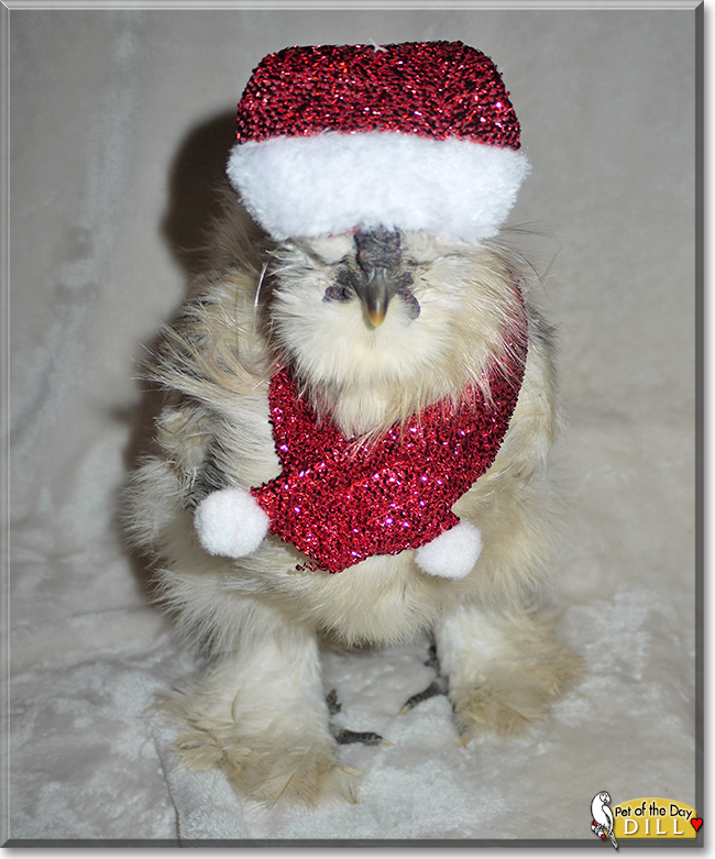 Dill the Silkie Rooster, the Pet of the Day