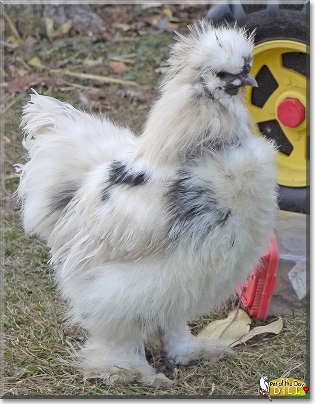Dill the Silkie Rooster, the Pet of the Day