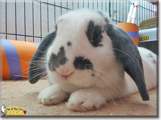 Jack the Holland Lop Rabbit, the Pet of the Day
