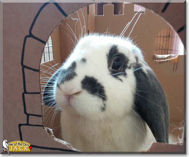 Jack the Holland Lop Rabbit, the Pet of the Day