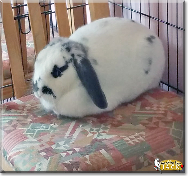 Jack the Holland Lop Rabbit, the Pet of the Day