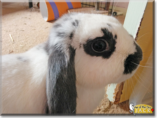 Jack the Holland Lop Rabbit, the Pet of the Day