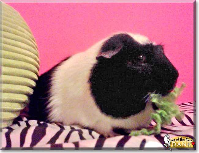 Dank the Guinea Pig, the Pet of the Day