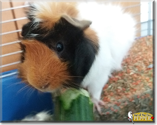 Pepper the Guinea Pig, the Pet of the Day
