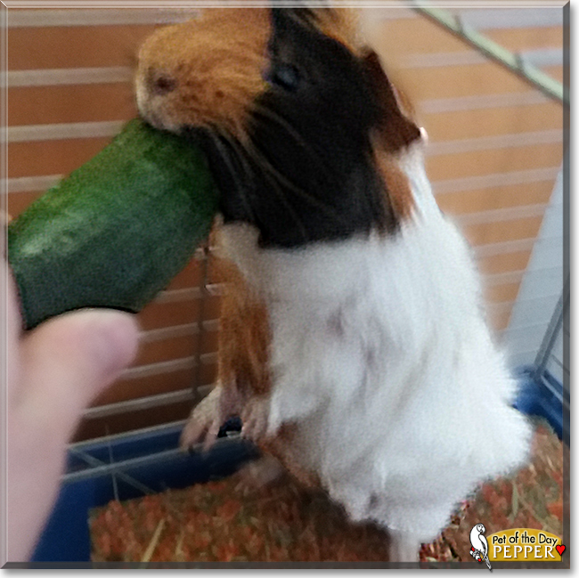 Pepper the Guinea Pig, the Pet of the Day