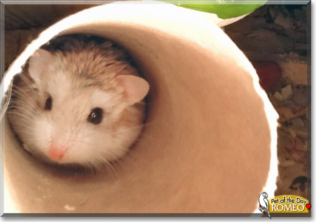 Romeo the Dwarf Hamster, the Pet of the Day