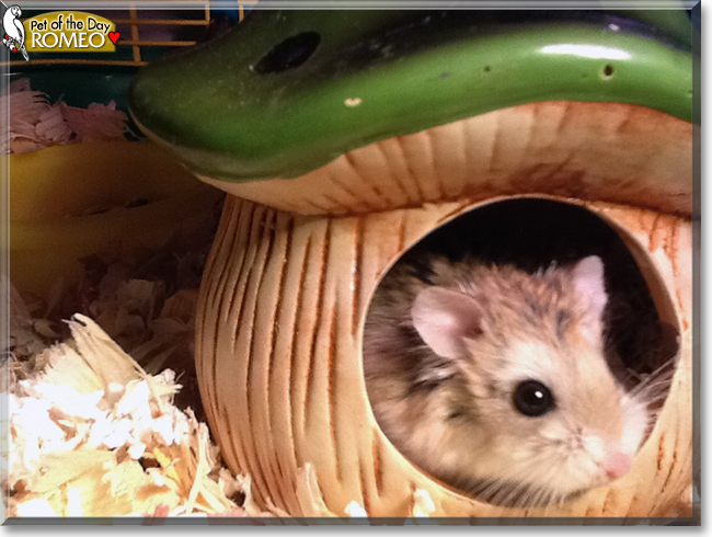 Romeo the Dwarf Hamster, the Pet of the Day