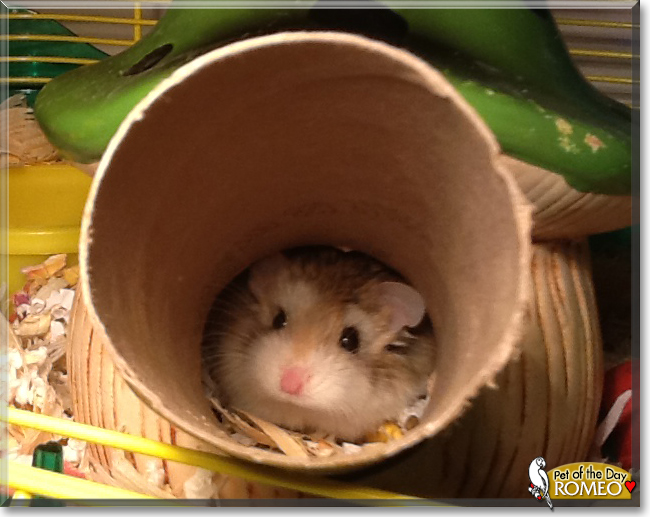Romeo the Dwarf Hamster, the Pet of the Day