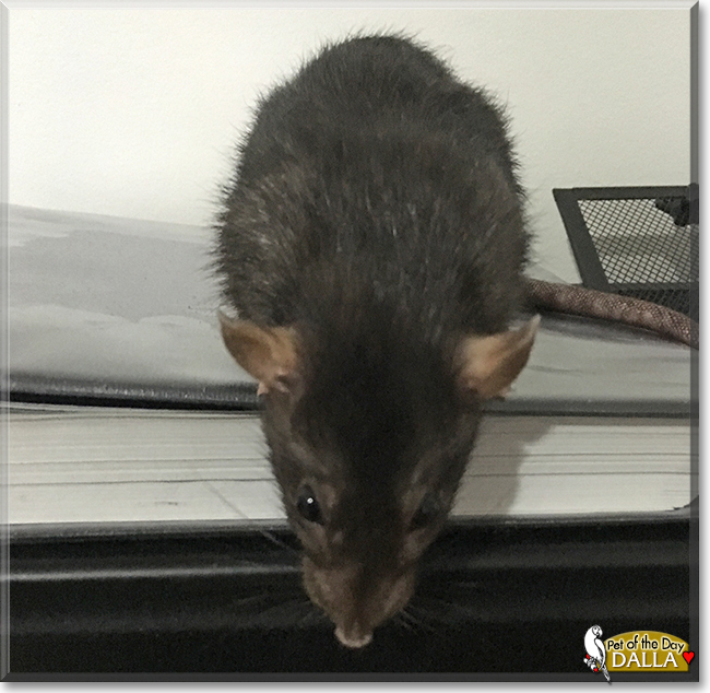 Dalla the Fancy Rat, the Pet of the Day