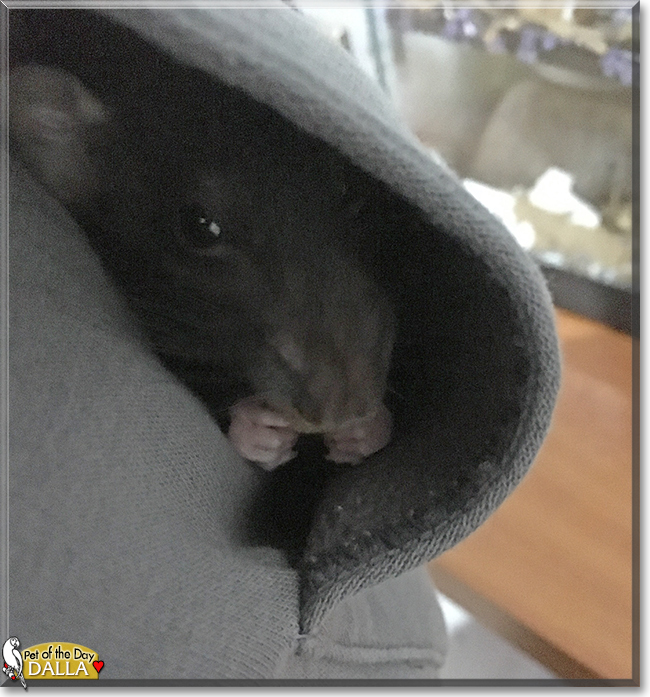 Dalla the Fancy Rat, the Pet of the Day