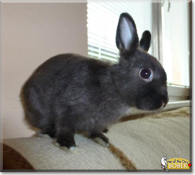 Bobek the Rabbit, the Pet of the Day