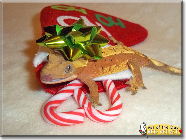 Red Velvet the Crested Gecko, the Pet of the Day