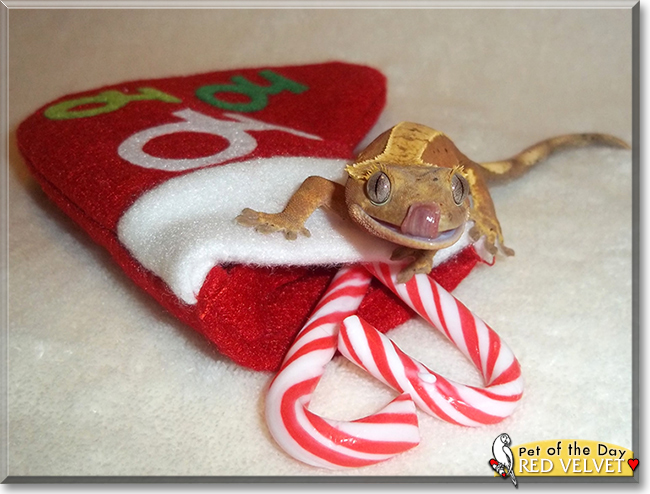 Red Velvet the Crested Gecko, the Pet of the Day