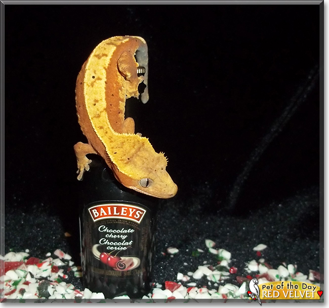 Red Velvet the Crested Gecko, the Pet of the Day