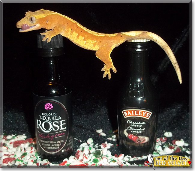 Red Velvet the Crested Gecko, the Pet of the Day