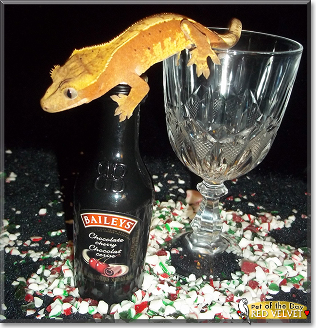 Red Velvet the Crested Gecko, the Pet of the Day