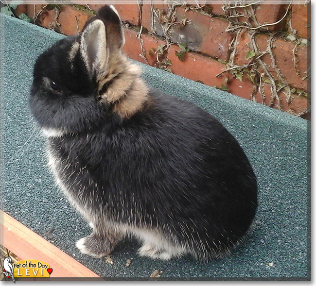 Levi the Netherland Dwarf Rabbit, the Pet of the Day