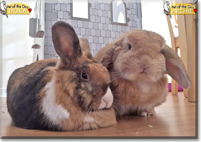 Archie and Dora the Rabbits, the Pet of the Day