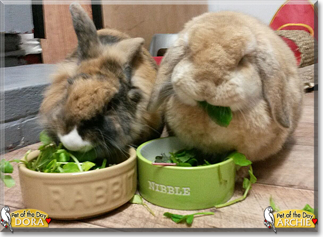 Archie and Dora the Rabbits, the Pet of the Day