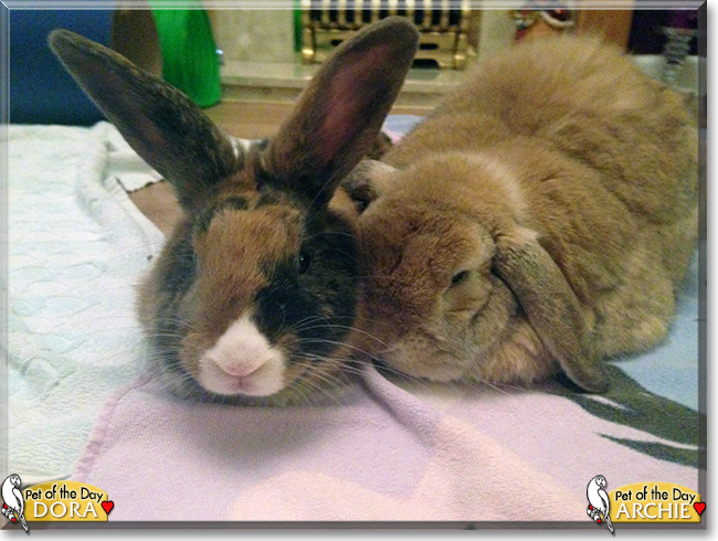Archie and Dora the Rabbits, the Pet of the Day