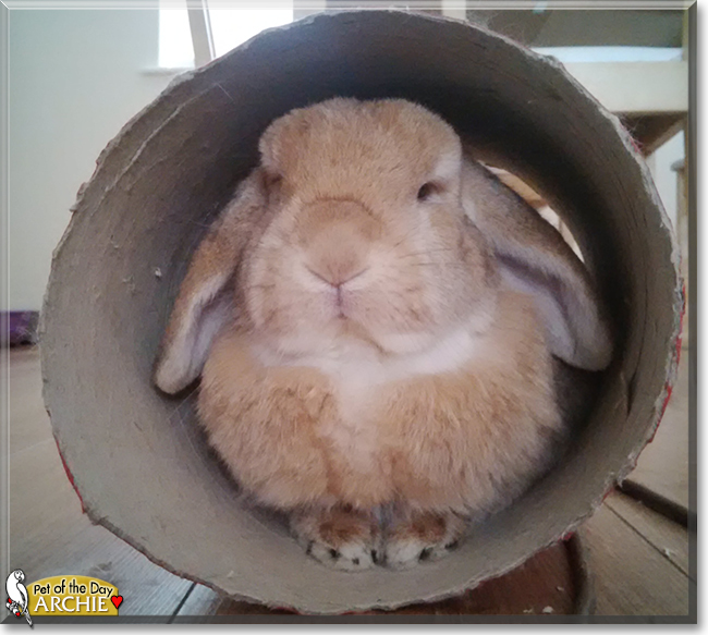 Archie and Dora the Rabbits, the Pet of the Day
