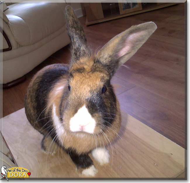 Archie and Dora the Rabbits, the Pet of the Day