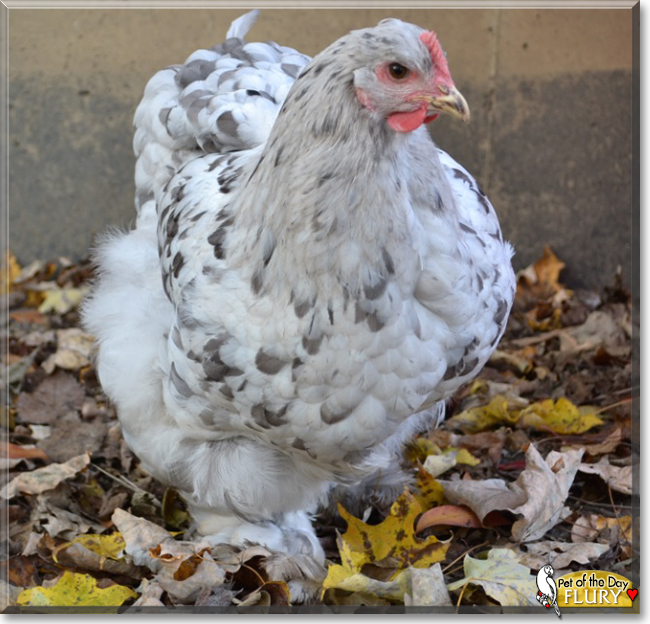 Flury the Splash Cochin Chicken, the Pet of the Day