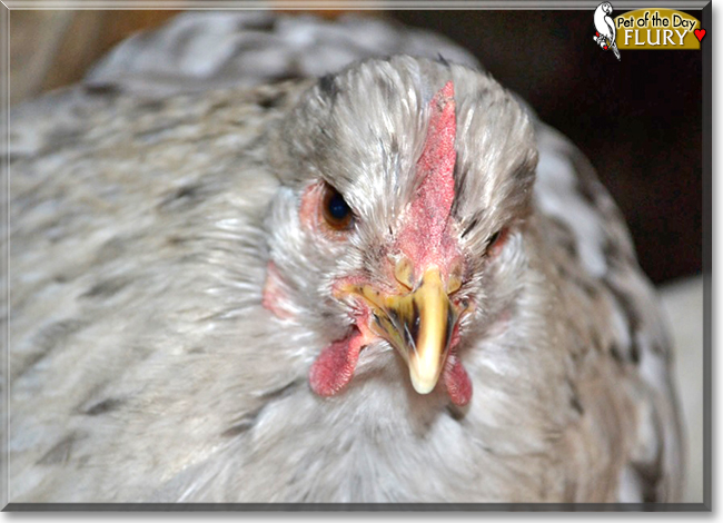 Flury the Splash Cochin Chicken, the Pet of the Day
