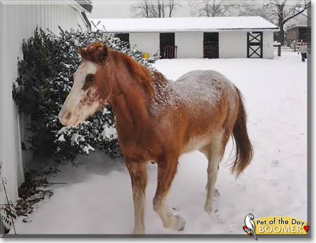 Boomer the Paint Horse, the Pet of the Day