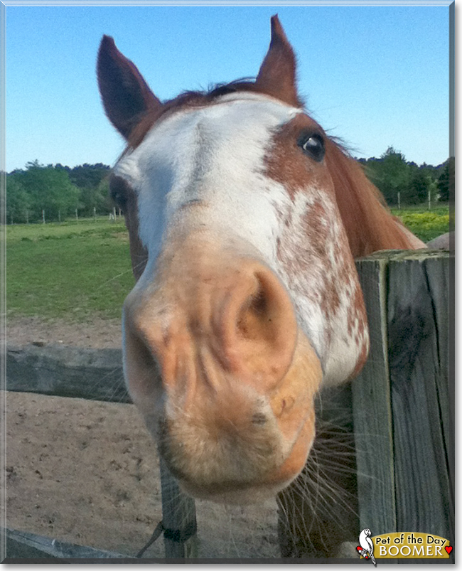 Boomer the Paint Horse, the Pet of the Day