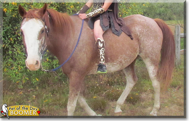 Boomer the Paint Horse, the Pet of the Day