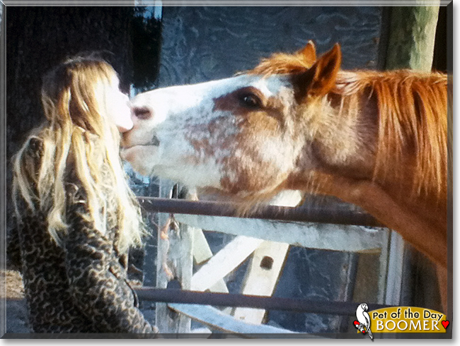 Boomer the Paint Horse, the Pet of the Day