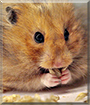 Volatile the Syrian Hamster