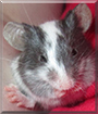 Billycan the Fancy Mouse