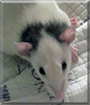 Ganymede the Fancy Rat
