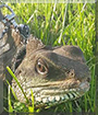 Loki the Chinese Water Dragon
