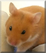 Honey the Syrian Hamster