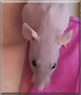 Princess Peach the Hairless Rat