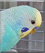Peruche the Budgerigar