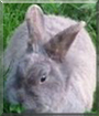 Harella the Lionhead rabbit mix
