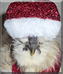 Dill the Silkie Rooster