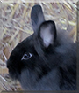 Simba the Lionhead mix Rabbit