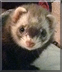 Penelope the Ferret
