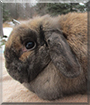 Niomi the Holland Lop Rabbit
