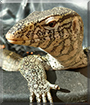 Garrus the Nile Monitor Lizard