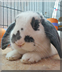 Jack the Holland Lop Rabbit
