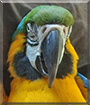 Sugar the Blue and Gold Macaw