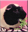 Dank the Guinea Pig