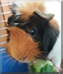 Pepper the Guinea Pig